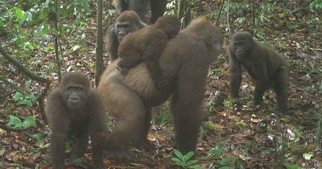 Les gorilles les plus rares au monde ont été photographiés pour la première fois depuis des années