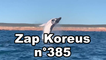 Zap Koreus n°385