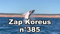 Zap Koreus n°385