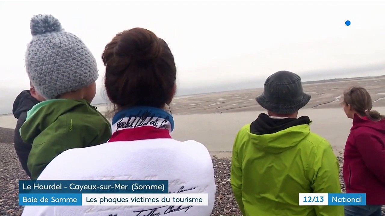Baie de Somme : les phoques victimes du tourisme