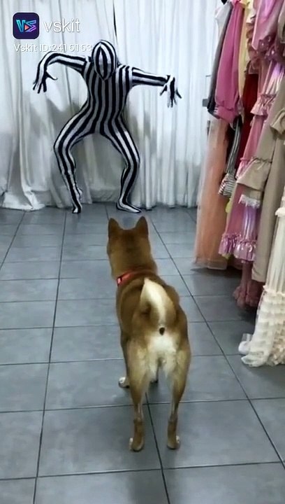 Funny videos download