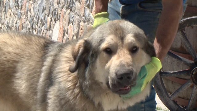 Шарпланинец, баран во светот, но незаштитен од државата