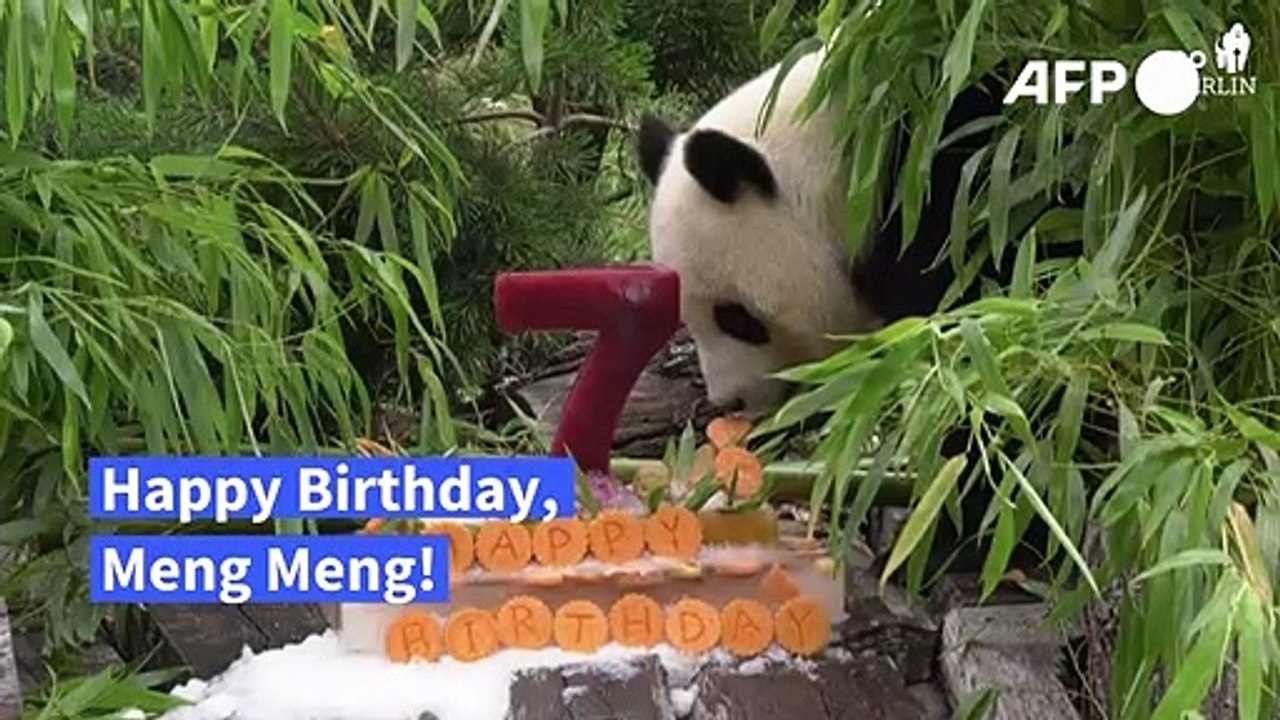 Berliner Pandadame Meng Meng lässt sich zum 7. Geburtstag eine Torte schmecken