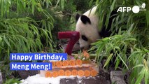 Berliner Pandadame Meng Meng lässt sich zum 7. Geburtstag eine Torte schmecken