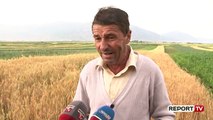 Report TV -Breshëri shkatërron të mbjellat në Maliq/ Fermeri në lot: Ç'e pyet unë me këto mbahesha