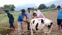 भरथना में आज सर्व सेवा समिति द्वारा घायल गायों का किया गया इलाज