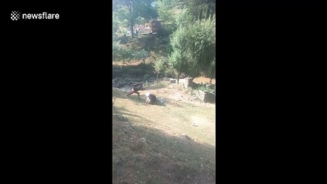 55-year-old man mauled by sloth bear in northern India