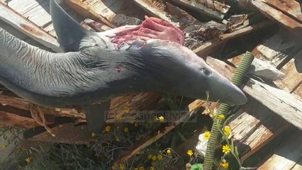 Vlorë/ 3 metra i gjatë, bie në rrjeta peshkaqeni ‘dhelpër’