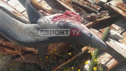 Report TV - 3 metra i gjatë, peshkaqeni dhelpër bie në rrjetat e peshkatarëve në Vlorë