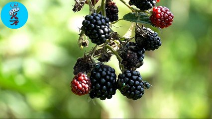 Chef Hasan Aziz Food Review