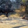 Lion gets defeated by buffalo