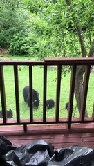 Bear and Cubs Fill Up on Fallen Apples
