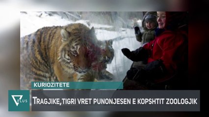 Info + - Tragjike, tigri vret punonjësen e kopshtit zoologjik - Vizion Plus