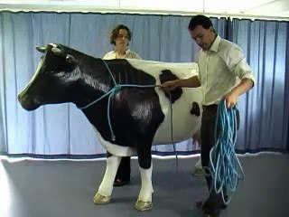 How To Casting a Cow/Cattle