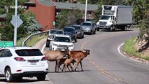 Traffic jam as elk in Colorado cross busy street