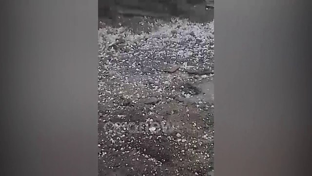 Ora News - Breshëri sa një kokër kajsie bën namin në Këlcyrë, shkatërron të mbjellat