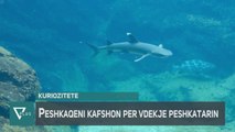 INFO  - Peshkatari ndërron jetë në vendin e ngjarjes prej sulmit të peshkaqenit - Vizion Plus
