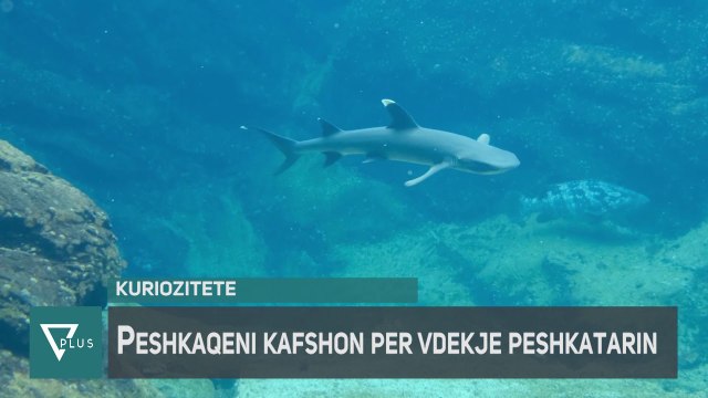 INFO+ - Peshkatari ndërron jetë në vendin e ngjarjes prej sulmit të peshkaqenit - Vizion Plus