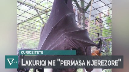 INFO+ - Pamjet virale të lakuriqit së natës me "përmasa njerëzore" - Vizion Plus