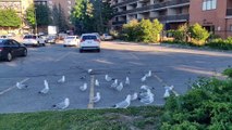 A Flock of Seagulls | Colony of Seagulls | Seagulls in Canada