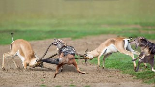 Family Is The Best! Gazelle Family Try To Save Baby Gazelle From Jackal Hunting