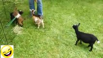 Videos de Risa - Animales - Perros y Gatos Chistosos