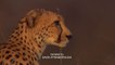 David Attenborough Cheetahs Growing Up Fast BBC Natural World HD