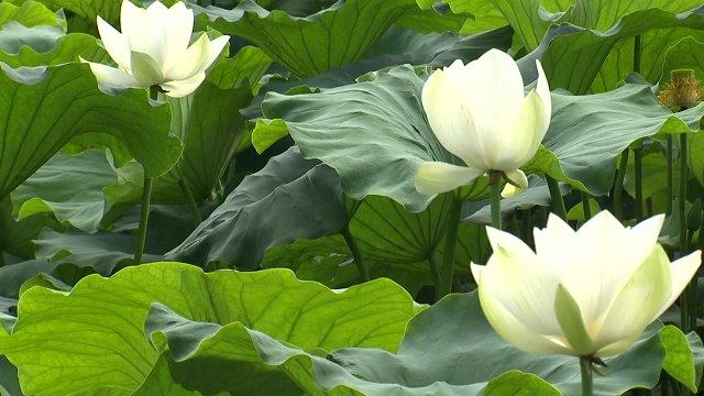 연꽃 축제 대신 코로나19 희생자 추모제 / YTN