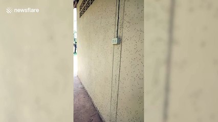 Woman shocked after thousands of mosquitoes invade home