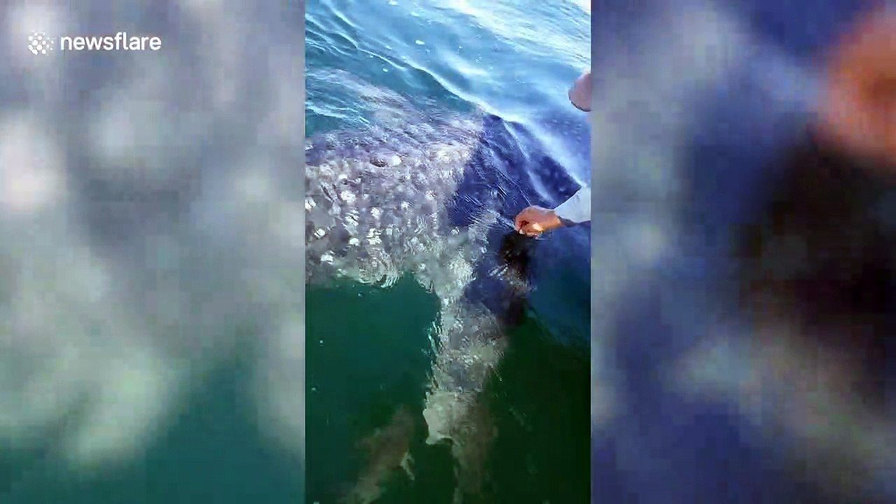 Whale shark swims over to fishing boat to be patted on the back in Thailand