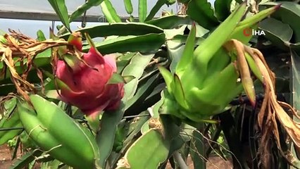 Ejder meyveleri Katar yolcusu