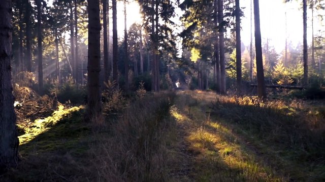 la nature ...... musique.....détente....