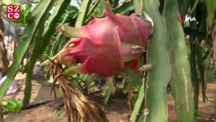 Patlıcanın yerine dikildi! Katar yolcusu...