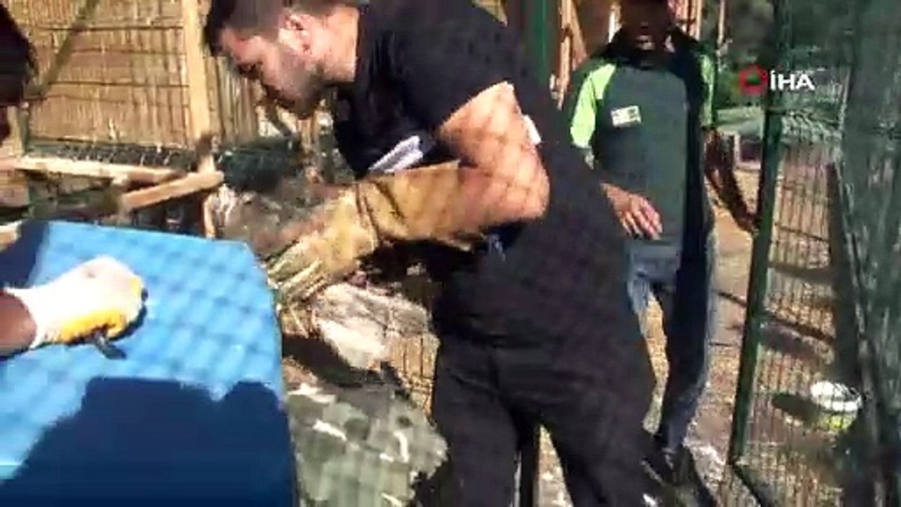 Çekmeköy’de tedavisi tamamlanan 6 şahin doğaya salındı