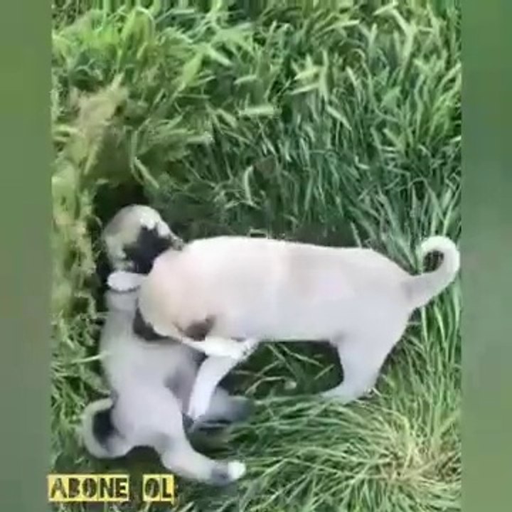 ANADOLU COBAN KOPEGi YAVRULARI SABAH EGZERSiZiNDE - ANATOLiAN SHEPHERD DOG PUPPiES EXERCiSE at MORNiNG