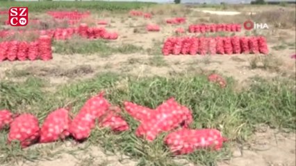 Binlerce dönüm soğan bedava dağıtıldı