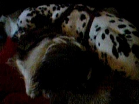 ma chienne fé calin a mon chier