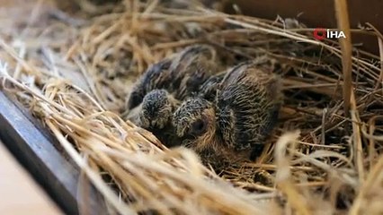 Yer: Bursa... Evinin misafir odasını kuşlara bıraktı
