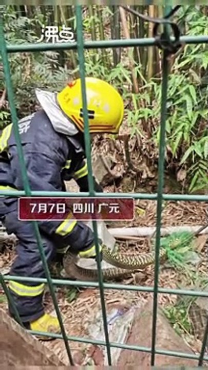 Chú lính cứu hỏa sợ hãi giải cứu rắn độc