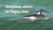 Dolphins return to Lisbon's Tagus river