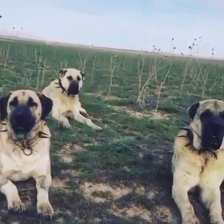 KANGAL ve ANADOLU COBAN KOPEKLERi GOZLER HEDEFTE - ANATOLiAN SHEPHERD DOGS and KANGAL DOG