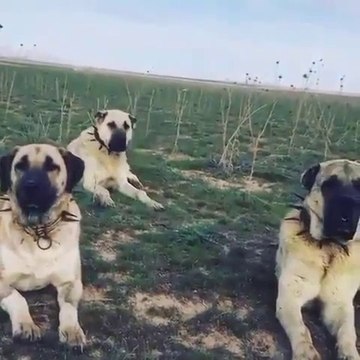 KANGAL ve ANADOLU COBAN KOPEKLERi GOZLER HEDEFTE - ANATOLiAN SHEPHERD DOGS and KANGAL DOG