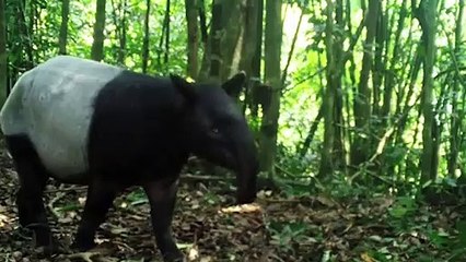 Tiger, pangolin farming in Myanmar risks driving illegal trade