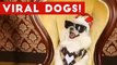 Funniest Viral Dog Videos Weekly Compilation 2017 _ Funny Pet Videos