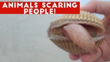 Funniest Animals Scaring People Reactions of 2017 Compilation _ Funny Pet Videos