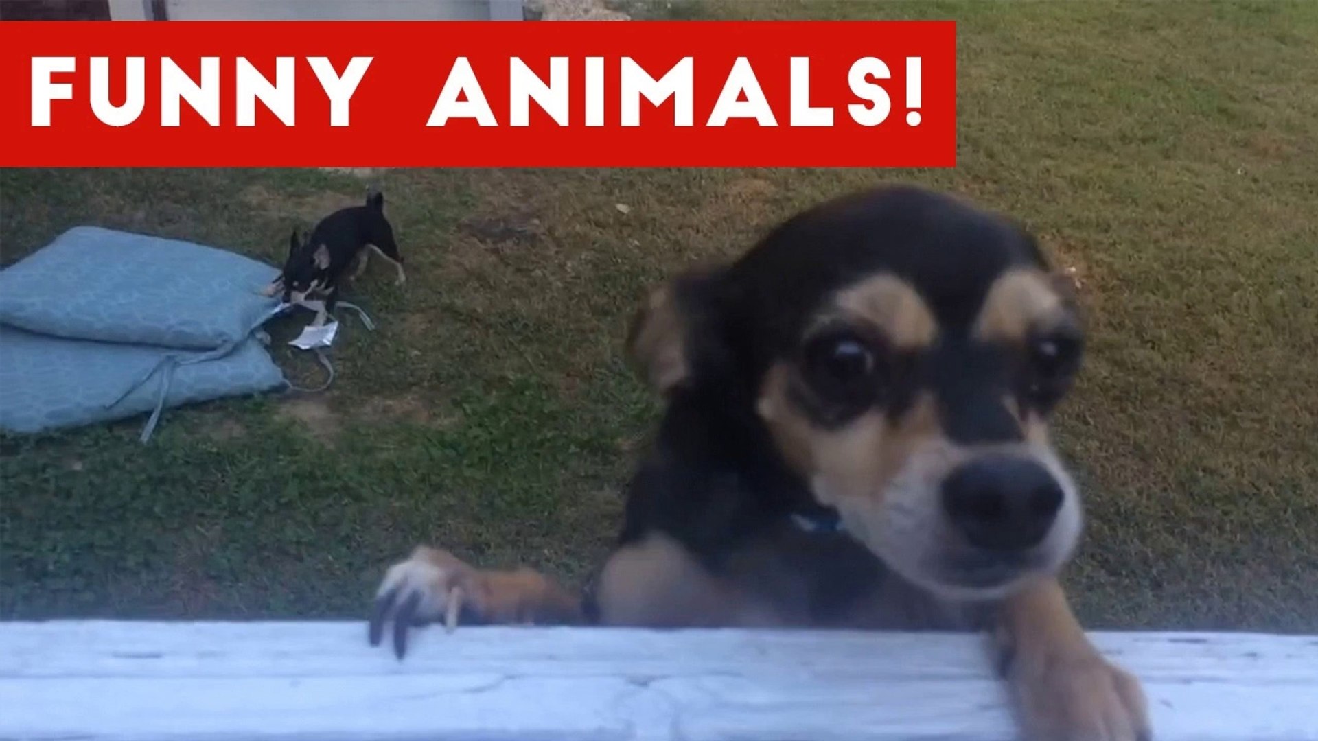 ⁣Funniest Pet Clips, Bloopers & Moments Caught On Tape 2017 _ Funny Pet Videos