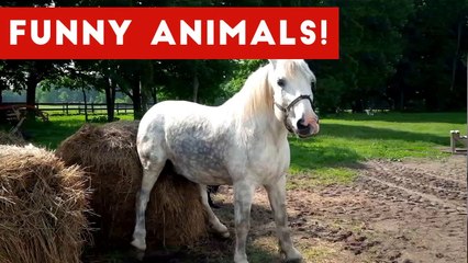 Funniest Pet Clips, Bloopers & Moments Caught On Tape 2017 _ Funny Pet Videos