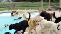 Ces chiens ont organisé une pool party et s'amusent commes des fous