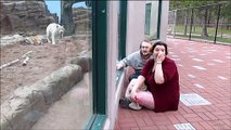 Ce tigre blanc a fait une belle frayeur à ces touristes