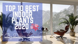BEST INDOOR PLANT I Interior design ideas tips and tricks